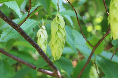 Hainbuchenhecke