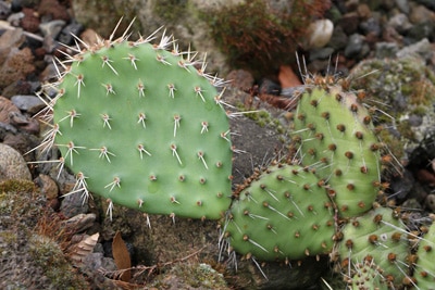 Opuntia