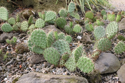 Opuntia