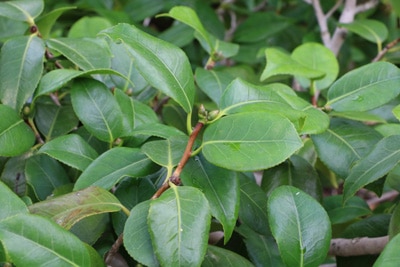 Camellia japonica