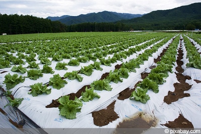 Lactuca sativa