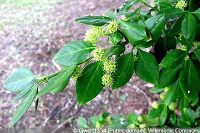 Immergrüne Purpur-Kriechspindel – Euonymus fortunei