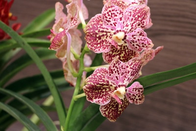 Vanda tricolor