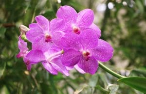 Vanda-Orchidee