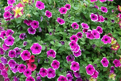 Petunia