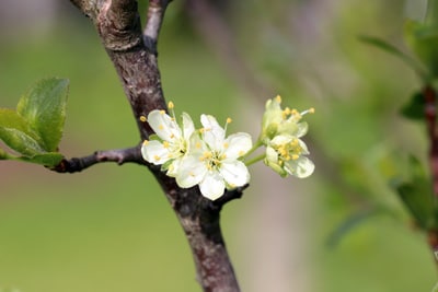 Pflaume kleinbleibende Gehölze