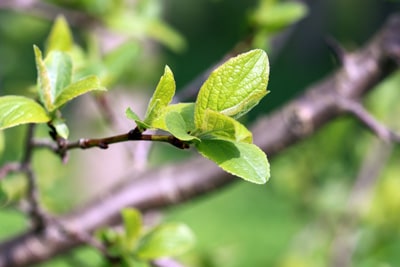 Obstbaumveredelung