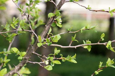 Pflaumenbaum Obstbaumveredelung