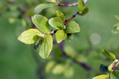 Prunus domestica