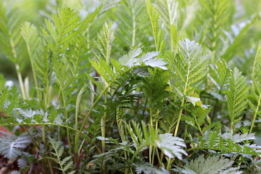 Rainfarn (Tanacetum vulgare)