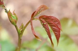 Rosen-Krankheiten