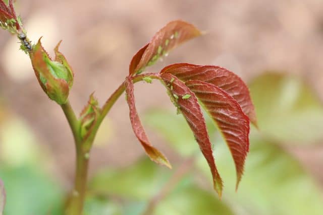 Rollen sich ein rosenblätter Rosen Schadbilder