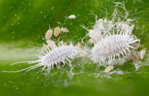 Schmier- und Wollläuse – Pseudococcidae