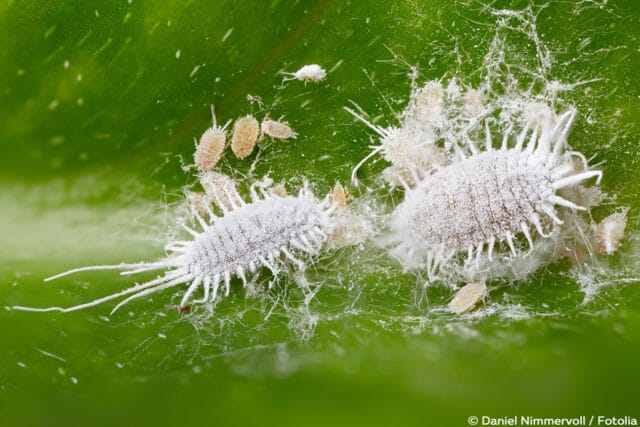 Schmier- und Wollläuse – Pseudococcidae