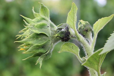 Helianthus annuus