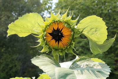 Helianthus annuus