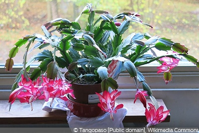 Schlumbergera