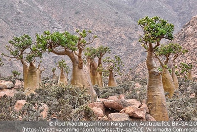 Adenium obesum