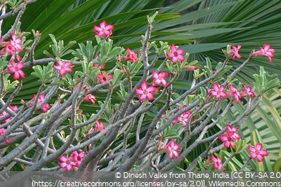 Adenium obesum