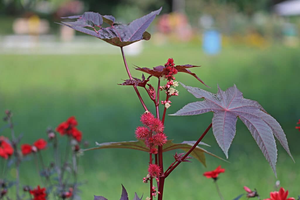 Wunderbaum (Ricinus communis)