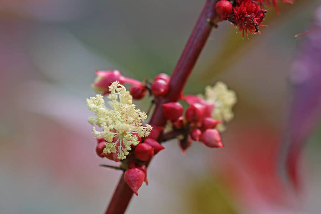 Ricinus communis