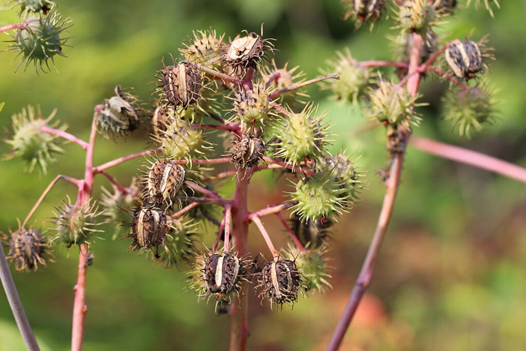 Wunderbaum (Ricinus communis)