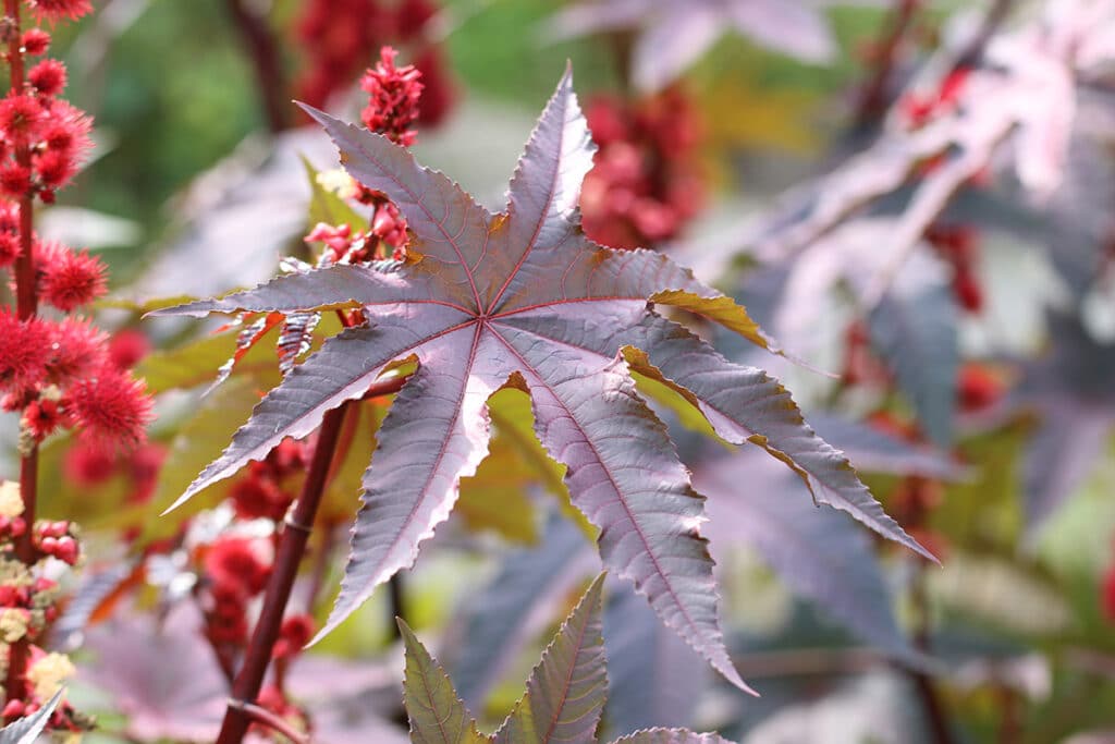 Wunderbaum (Ricinus communis)