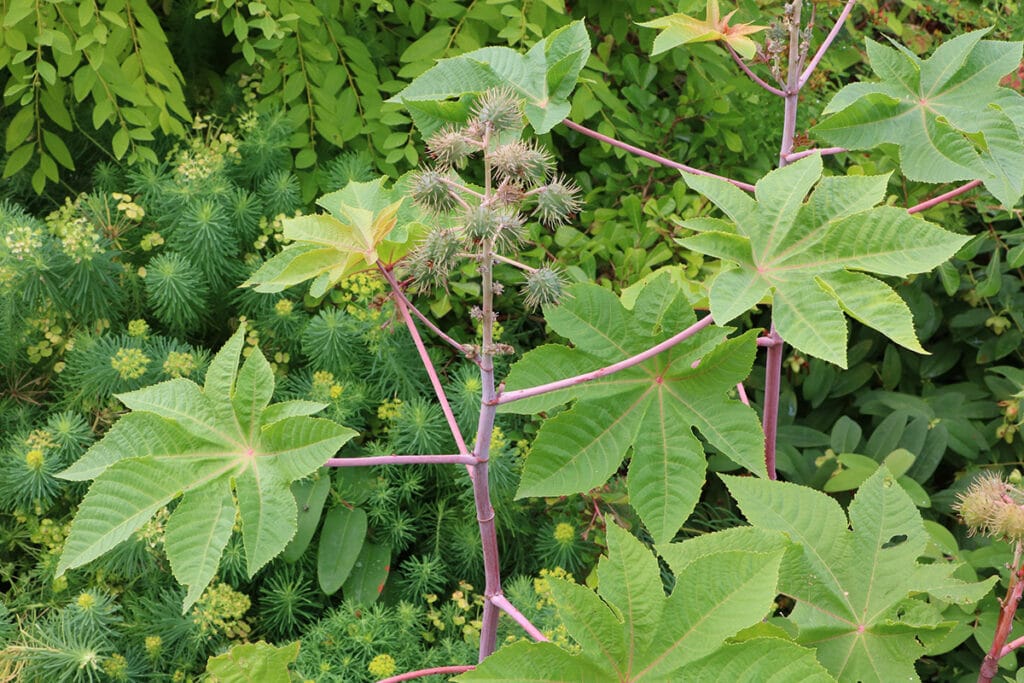 Ricinus communis