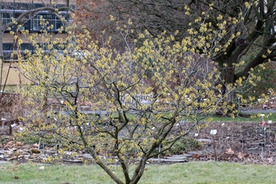 Hamamelis