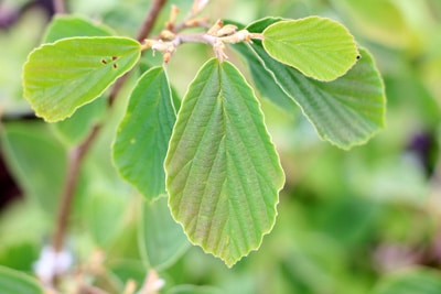 Hamamelis