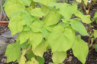 Sparmannia africana