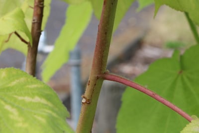 Sparmannia africana