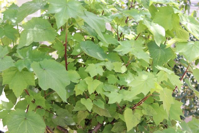 Zimmerlinde