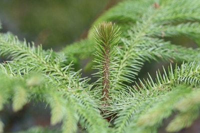 Araucaria heterophylla