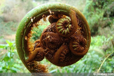 Dicksonia Antarctica Baumfarn