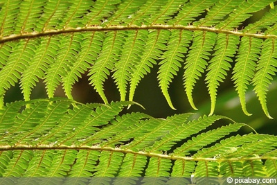 Dicksonia Antarctica