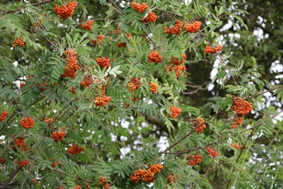 Vogelbeeren