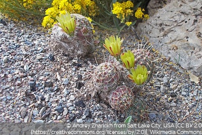 Echinocereus viridiflorus