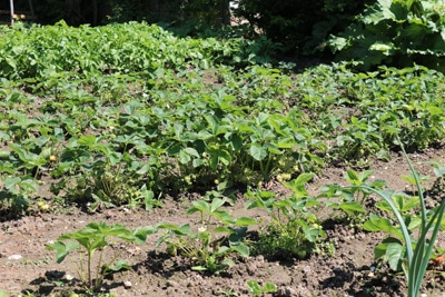 Erdbeeren pflanzen