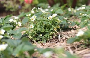 Erdbeeren pflanzen