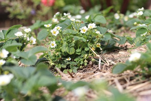 Erdbeeren pflanzen