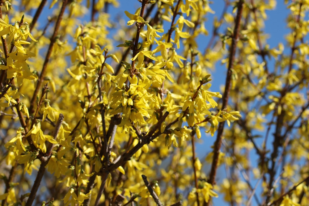 Forsythie Sträucher, Frühlingsblüher