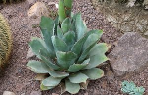 Agave