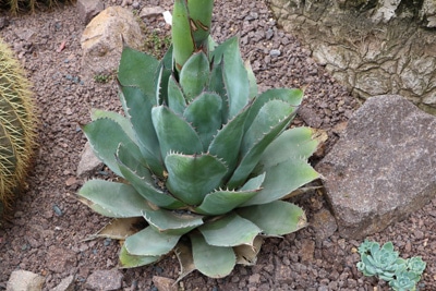 Agave