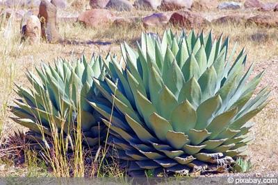 Agave