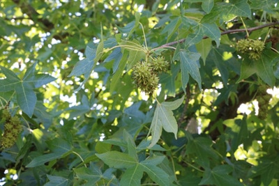 Amberbaum