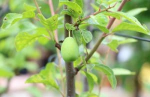 Aprikose, Marille, Prunus armeniaca