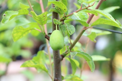 Aprikose, Marille, Prunus armeniaca