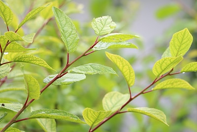 Aprikosenbaum schneiden