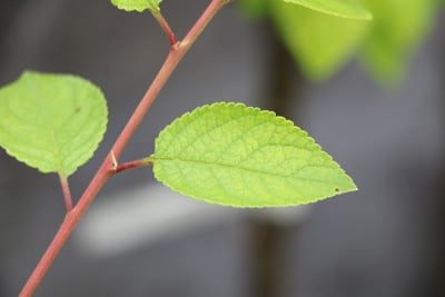 Aprikose, Marille, Prunus armeniaca